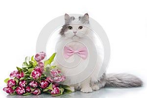 Furry cat on white isolated background with a bouquet of tulips