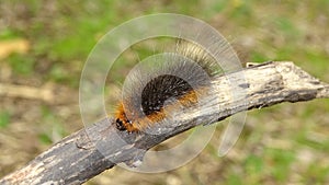 Furry caterpillar creeps on a dry branch