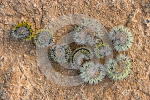 Furry caterpillars in the shape of a flower