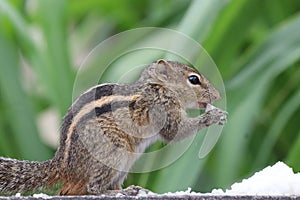 Chipmunk eating something