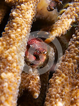 Furry coral guard crab