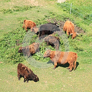 Furry cows and bulls