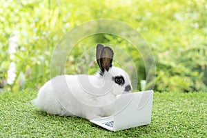 Furry cuddle baby rabbit with small laptop sitting on green grass. Lovely baby bunny white black looking at notebook learning