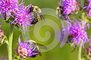 Furry cute bumble bees feeding and pollinating on what I believe is a purple rough blazing star flower - smooth green background -