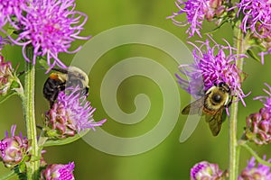 Furry cute bumble bees feeding and pollinating on what I believe is a purple rough blazing star flower - smooth green background -