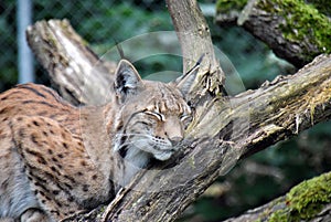 Furry and cute european lynx sleeping on a tree branch