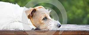 Furry cute jack russell dog thinking - web banner of pet therapy