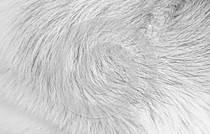 Furry dog with long line smooth texture white black patterns natural background