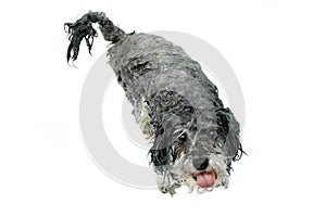 A furry dog is showering and is wet