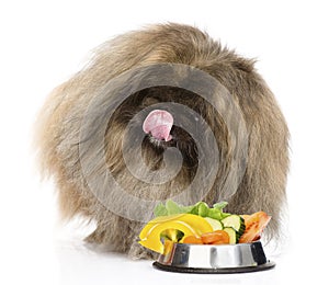 Furry dog sitting with a bowl of vegetables. isolated on white
