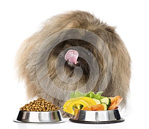 Furry dog sitting with a bowls of dry cat food and vegetables. isolated