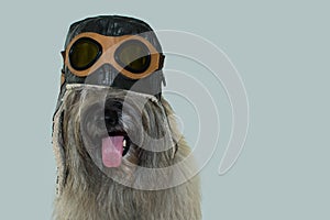 FURRY DOG WEARING AN AVIATOR OR PILOT HAT WITH GOGGLES. ISOLATED ON BLUE COLORED BACKGROUND. IMAGINATION, TRAVELING OR DREAM