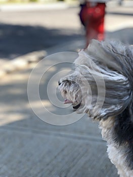 Furry dog on windy day with red hydrant