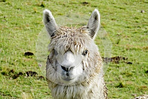 Furry domesticated alpaca portrait