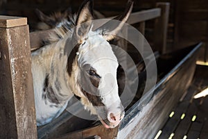 Furry donkey in shed or barn