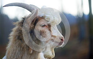 Furry farmyard goat with curly hair
