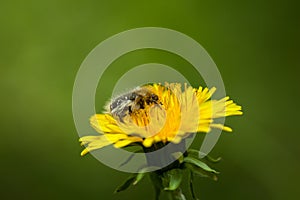 Furry flower beetle feeding on dandelion