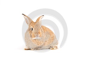 Furry and fluffy cute red brown rabbit erect ears are sitting look in the camera, isolated on white background. Concept of rodent