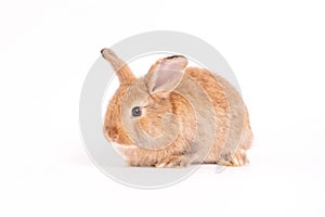 Furry and fluffy cute red brown rabbit erect ears are sitting look in the camera, isolated on white background. Concept of rodent