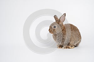 Furry and fluffy cute red brown rabbit erect ears are sitting look in the camera, isolated on white background. Concept of rodent