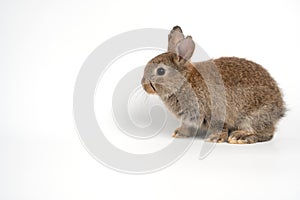 Furry and fluffy cute red brown rabbit erect ears are sitting look in the camera, isolated on white background. Concept of rodent
