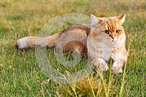 Furry ginger cat lying on meadow photo