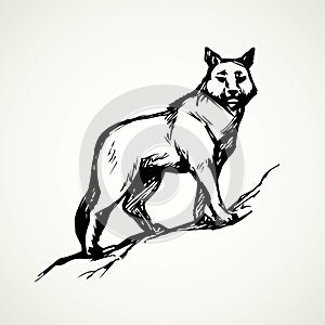 Wolf. Vector drawing