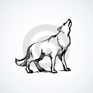Wolf. Vector drawing photo