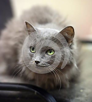 furry gray cat nibelung