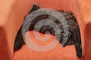 Furry gray cat nibelung portrait orange armchair photo