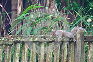 A furry gray squirrel planking down on a garden fence