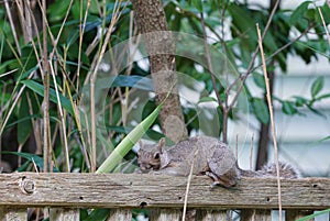 A furry gray squirrel planking down on a garden fence