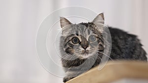 Furry gray striped cat looks at camera close-up and the pupils in the eyes widen. frightened fluffy cat looks at the