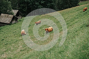Furry highland cows graze on the green meadow. Scottish cows Highland breed on a alpine meadow in the mountains.Red