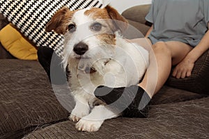 FURRY JACK RUSSELL DOG AND CHILD, SHEDDING HAIR DURING MOLT SEASON PLAYING ON SOFA WITH DIRTY SOCKS