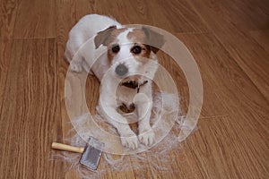 FURRY JACK RUSSELL DOG, SHEDDING HAIR DURING MOLT SEASON, AFTER ITS OWNER BRUSHED OR GROOMING WITH A RASKET. LOOKING UP WITH