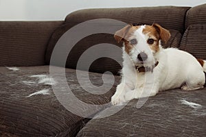 FURRY JACK RUSSELL DOG, SHEDDING HAIR DURING MOLT SEASON PLAYING ON GRAY SOFA FURNITURE photo