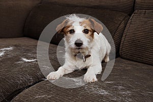 FURRY JACK RUSSELL DOG, SHEDDING HAIR DURING MOLT SEASON PLAYING ON SOFA