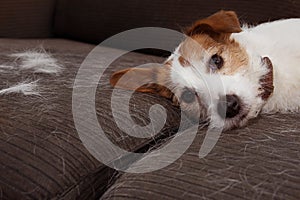 FURRY JACK RUSSELL DOG, SHEDDING HAIR DURING MOLT SEASON PLAYING ON SOFA FURNITURE photo