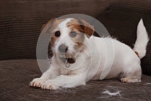 FURRY JACK RUSSELL DOG, SHEDDING HAIR DURING MOLT SEASON PLAYING ON SOFA FURTNITURE