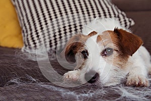 FURRY JACK RUSSELL DOG, SHEDDING HAIR DURING MOLT SEASON RELAXING ON SOFA FURNITURE