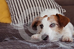 FURRY JACK RUSSELL DOG, SHEDDING HAIR DURING MOLT SEASON RELAXING ON SOFA FURNITURE photo