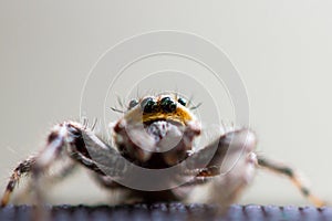 Furry jumping spider