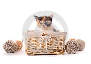 Furry kitten in basket isolated