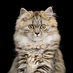 Furry Kitten on Isolated Black Background