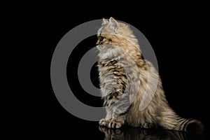 Furry Kitten on Isolated Black Background