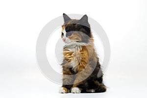 Furry kitten on white background isolated