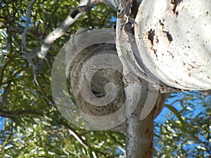 furry Koala holding tight to gum tree