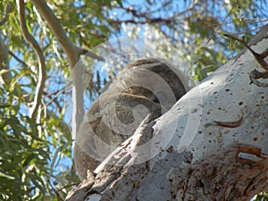 furry Koala holding tight to gum tree