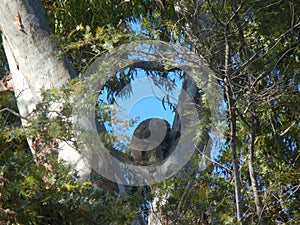 furry Koala holding tight to gum tree